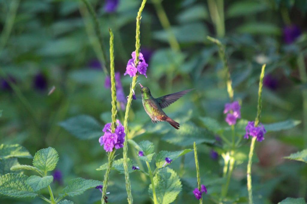 Colibris Panama