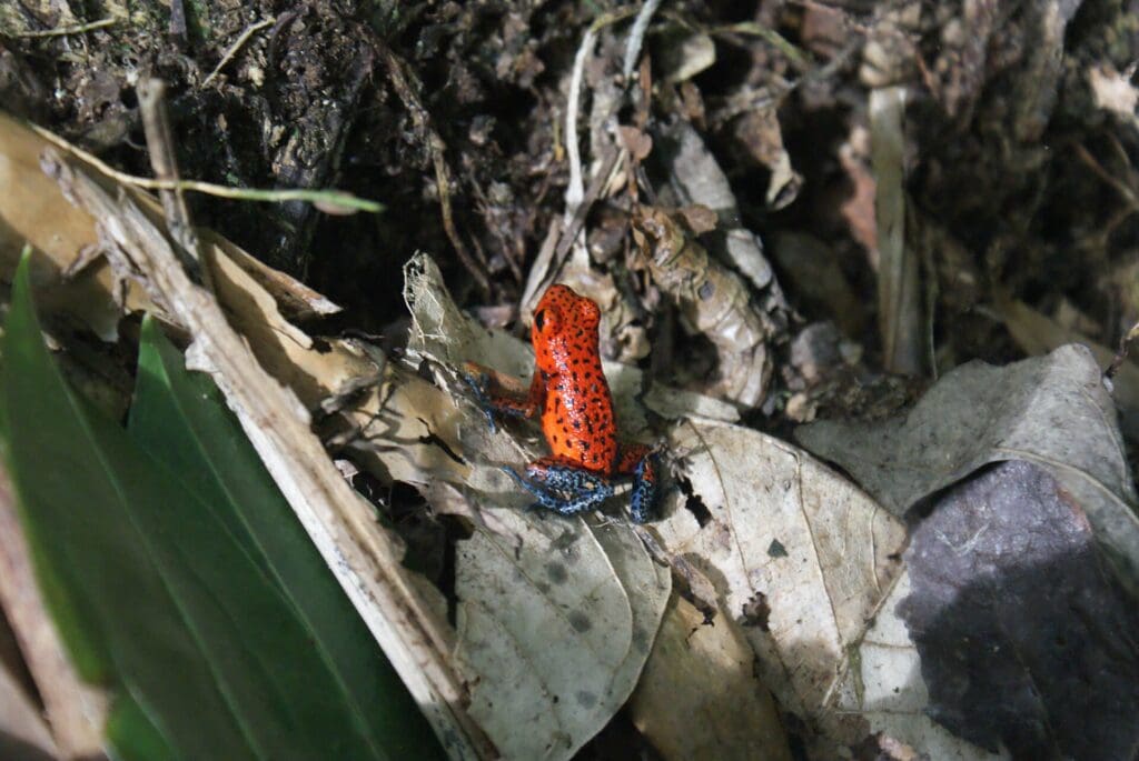 Ranita roja Panama