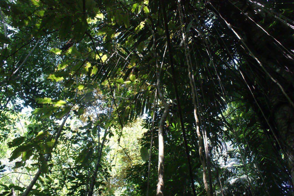 Jungle Panama