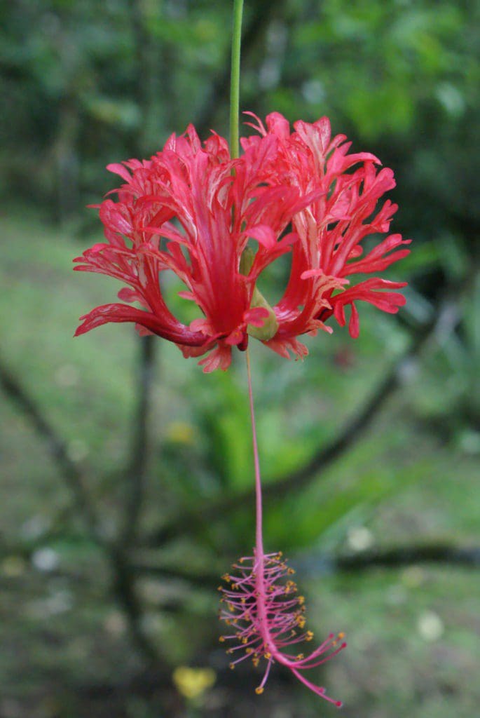 Hibiscus schizopelatus Panama