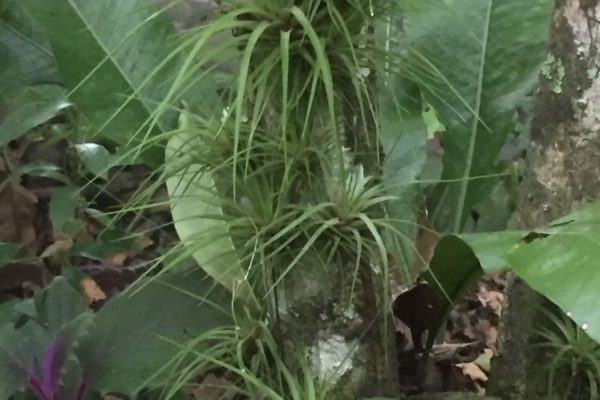 Epiphyte - Eden jungle lodge - Bocas del Toro - Panama