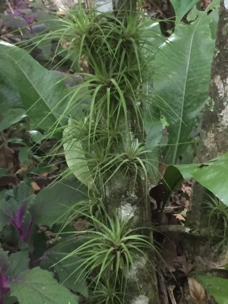 Epiphyte - Eden jungle lodge - Bocas del Toro - Panama