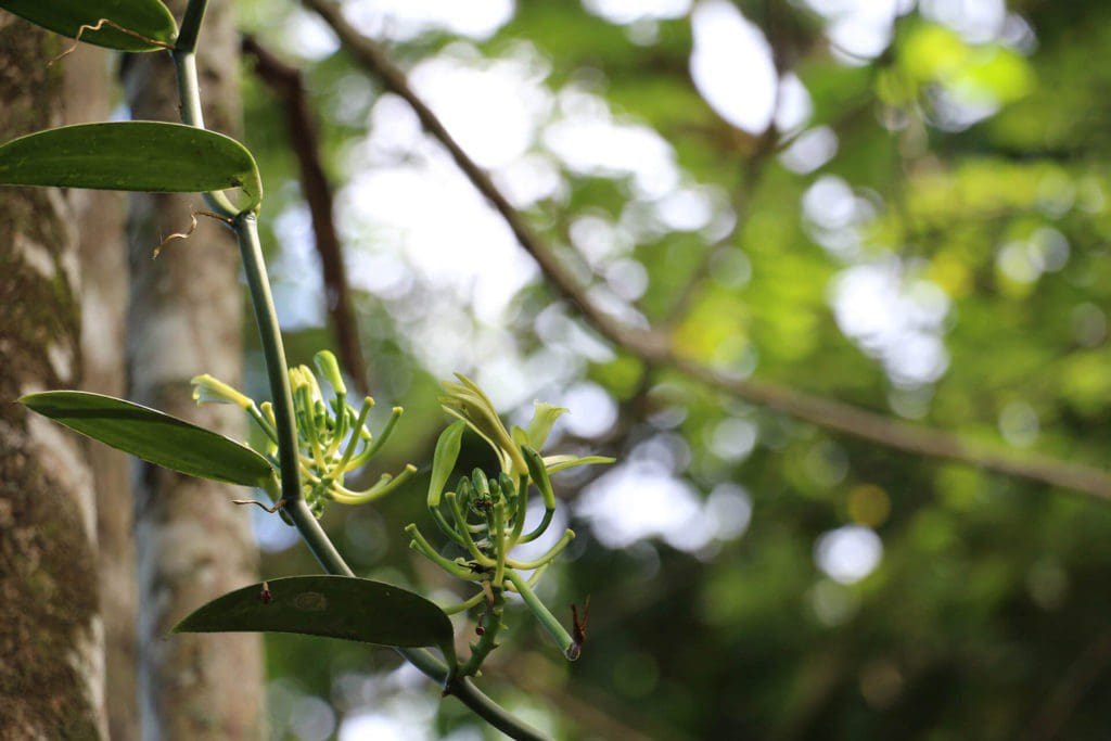 La vanille d'Eden Jungle Lodge - Bocas del Toro- Panama