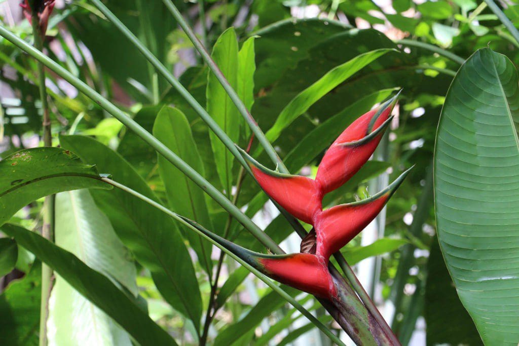 Heliconia Panama