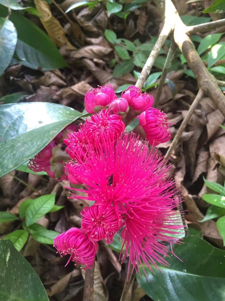 Fleur poire d'eau Panama