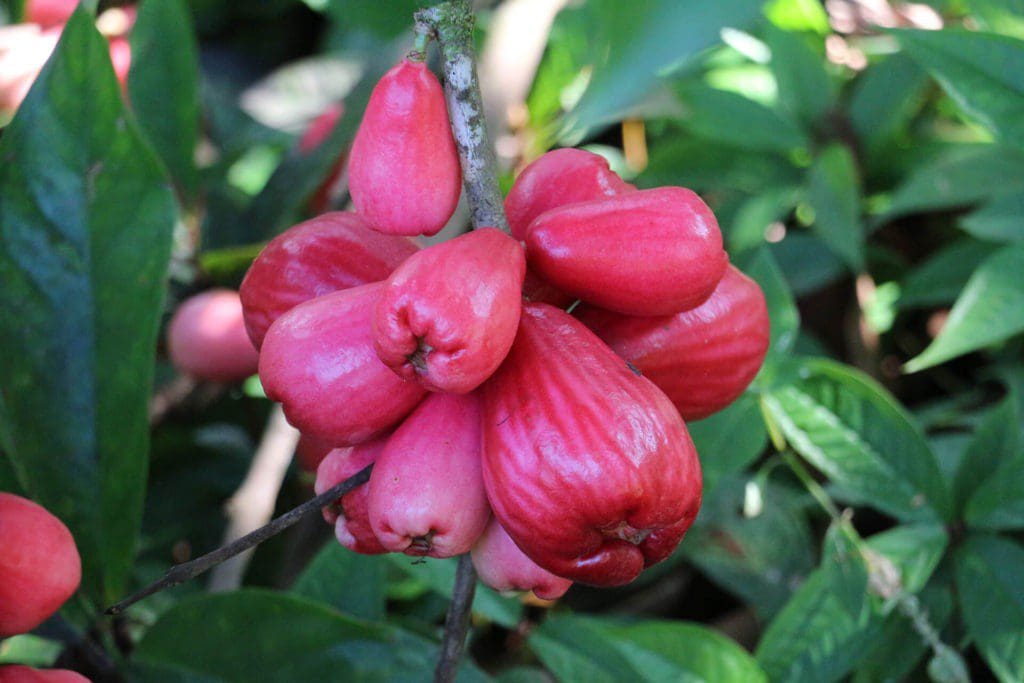 Fleurs Poire d'eau