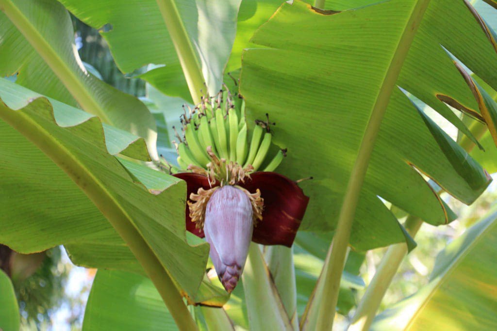 Bananier Panama