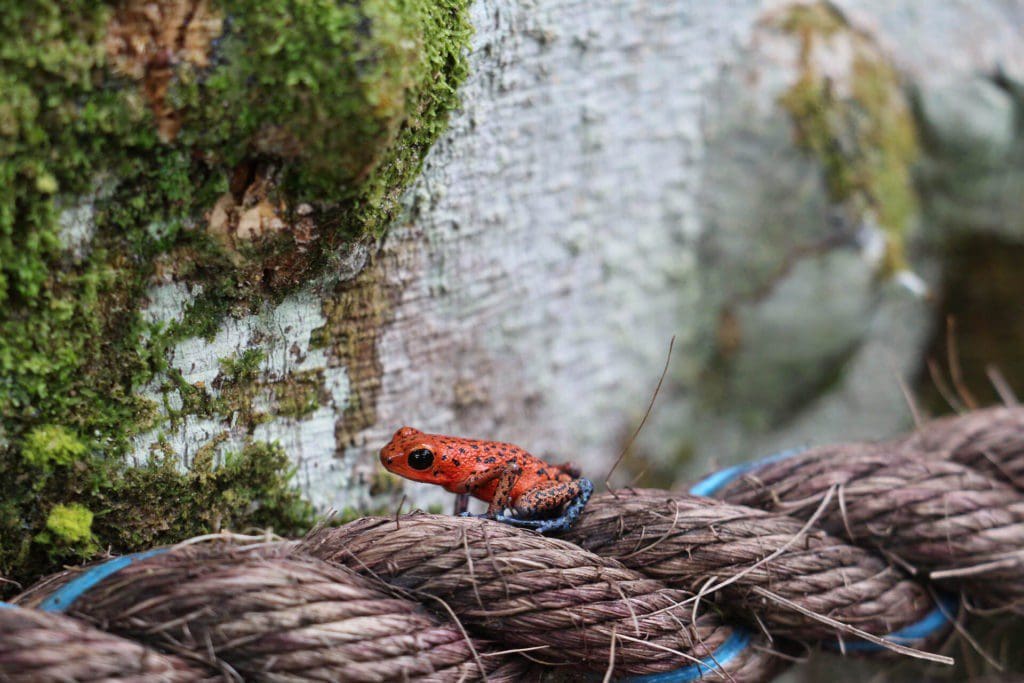 Ranita roja Panama