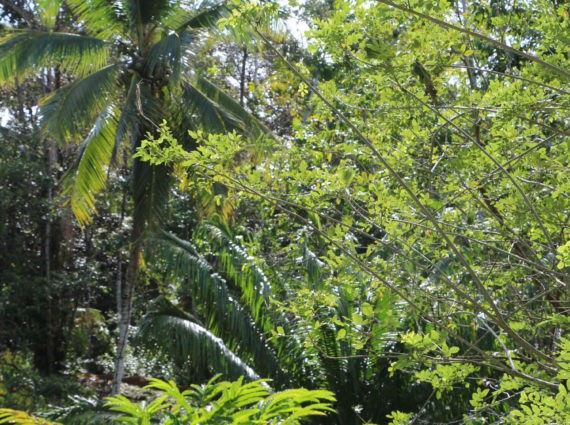 Parc arboré - Eden Jungle Lodge - Bocas del Toro- Panama