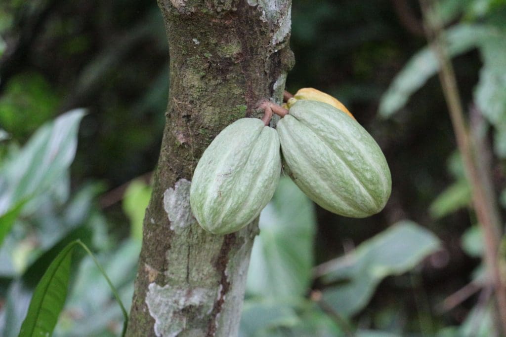 Cabosse de cacao - Eden jungle lodge - Bocas del Toro - Panama