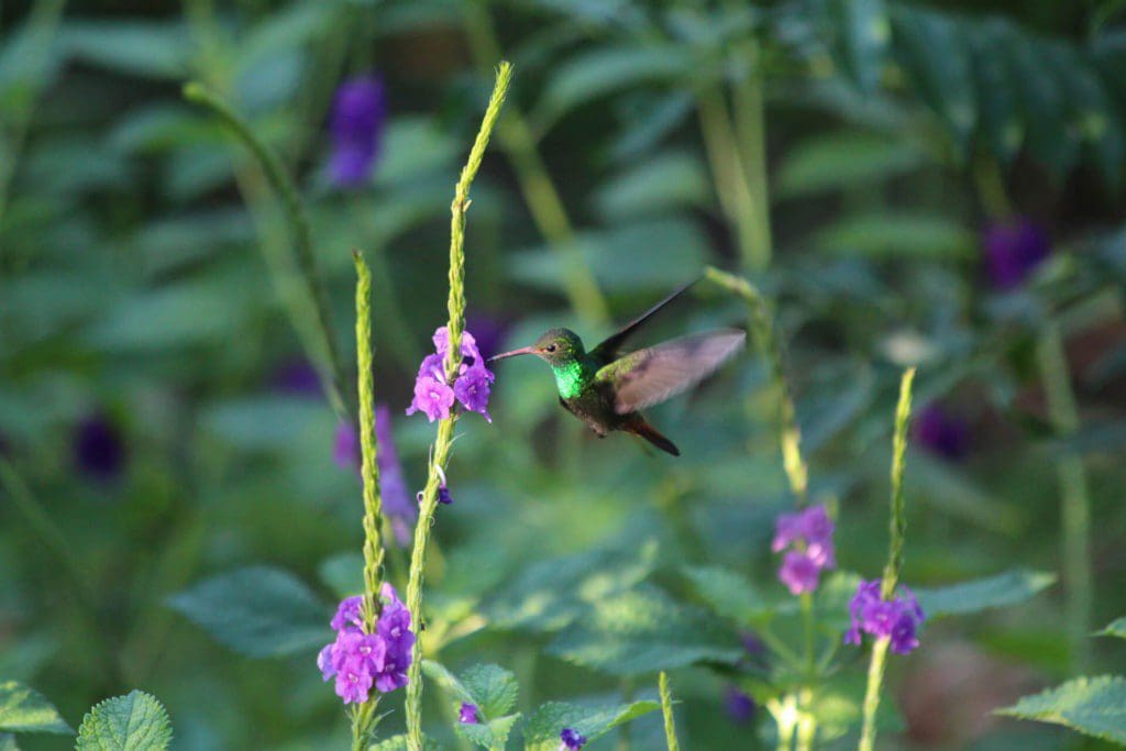 Colibris -Eden Jungle Lodge - Bocas del Toro- Panama