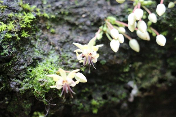 Fleurs de cacaoyer  - Eden jungle lodge - Bocas del Toro - Panama