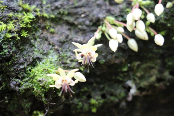 Fleur de cacao - Eden Jungle Lodge - Bocas del Toro- fleurs Panama