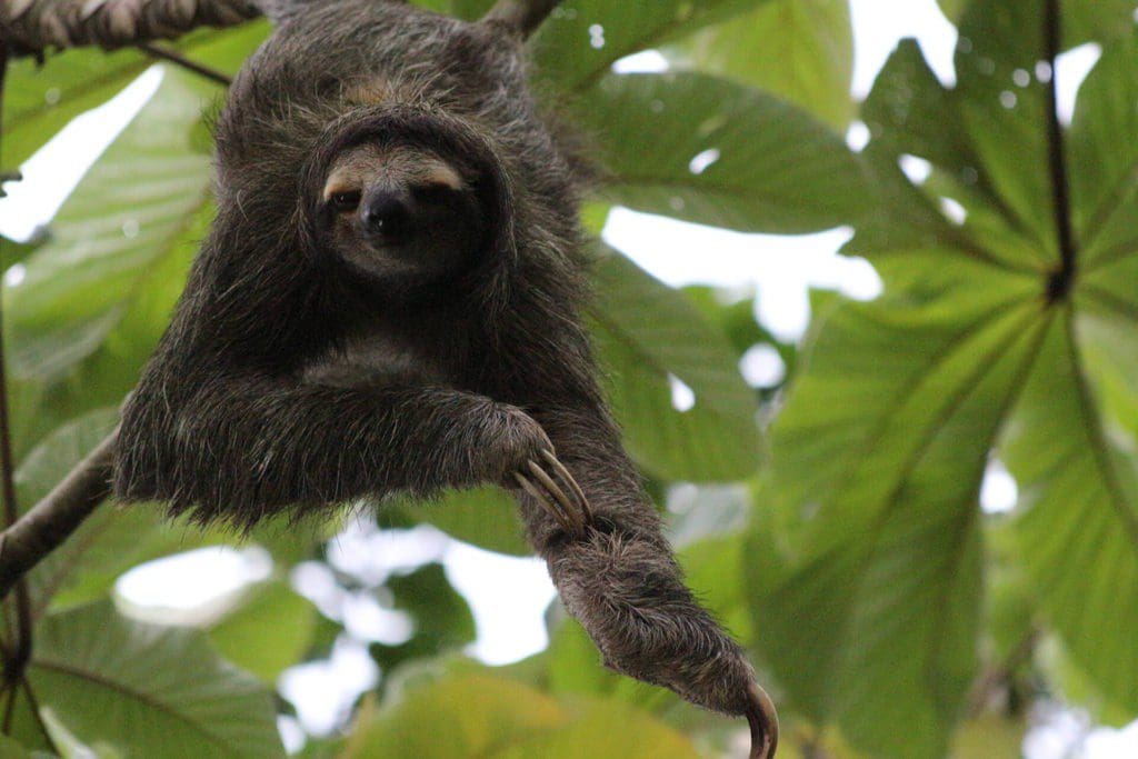 Paresseux à 3 griffes -Eden Jungle Lodge - Bocas del Toro- Panama