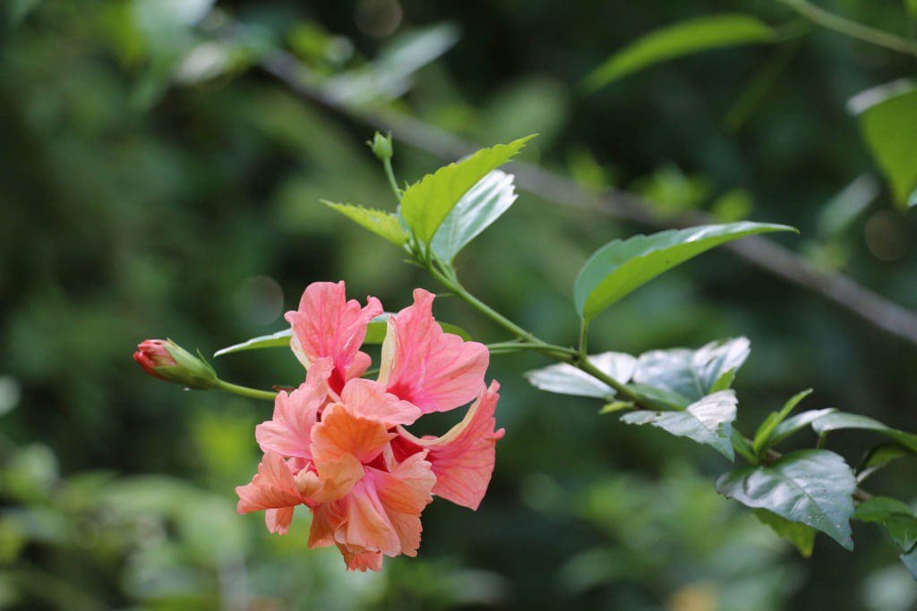 Hibiscus - Eden Jungle Lodge - Bocas del Toro- Panama