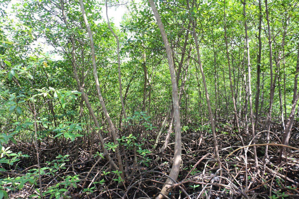 Mangrove - Eden Jungle Lodge - Bocas del Toro- Panama