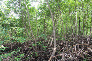 Mangrove - Eden Jungle Lodge - Bocas del Toro- Panama