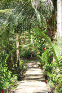 Eden Jungle Lodge - Bocas del Toro- flore Panama