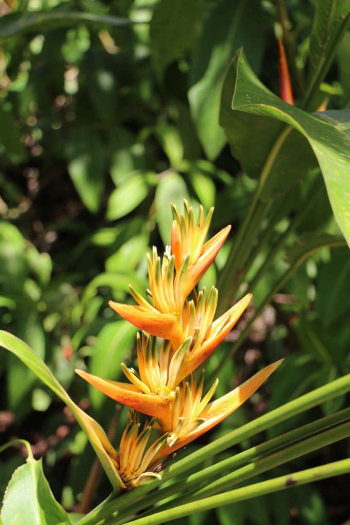 Eden Jungle Lodge - Bocas del Toro- plantes Panama