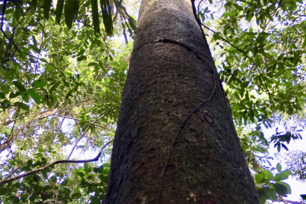 arbre découverte activités panama