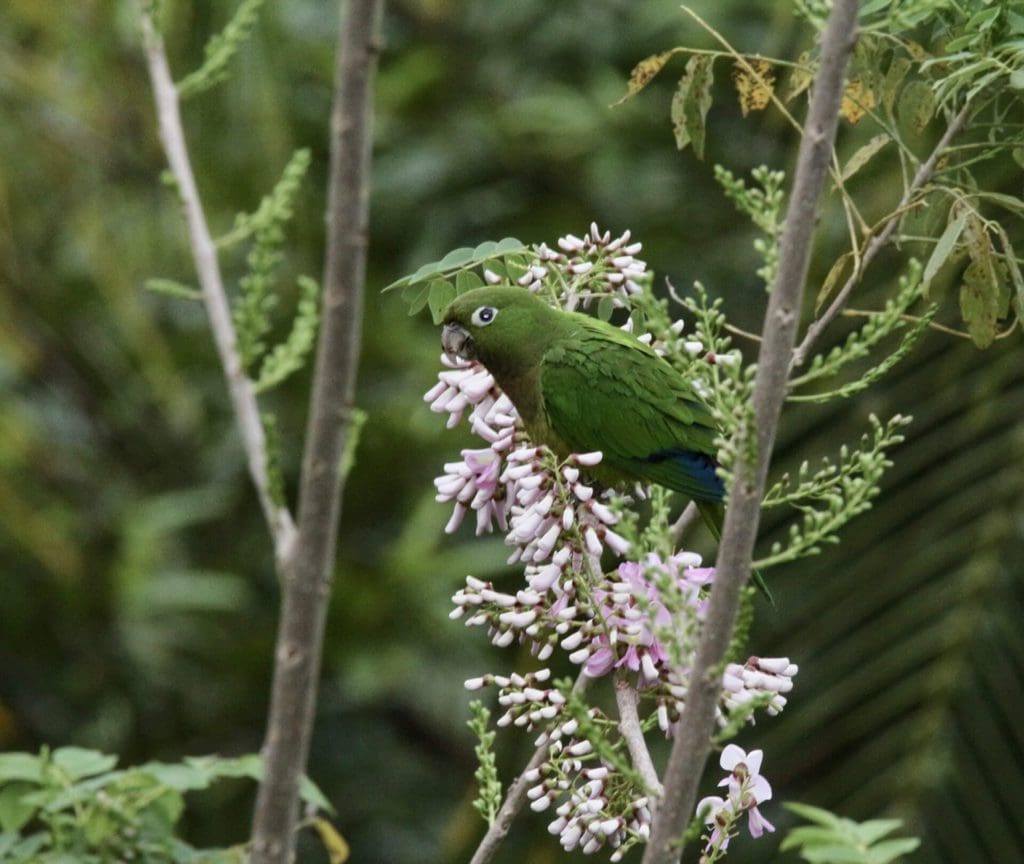 Olive throated Parakeet Panama