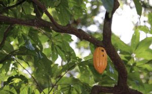 Cacao - Eden jungle lodge - Bocas del Toro - Panama