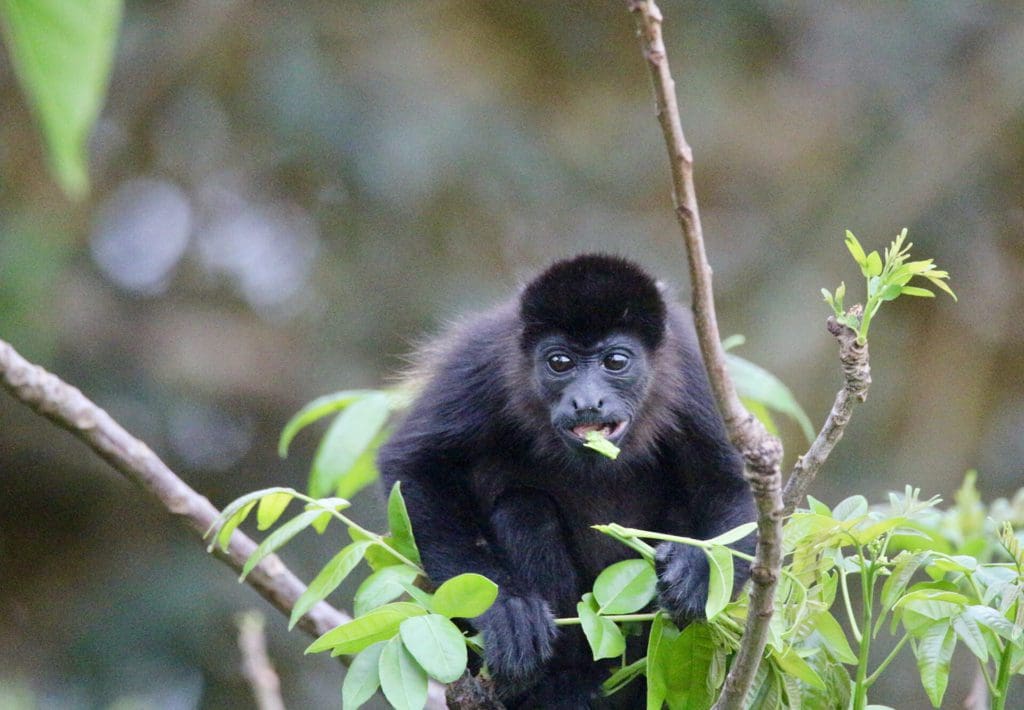 Singe hurleur - Eden Jungle lodge - Bocas del Toro - Panama