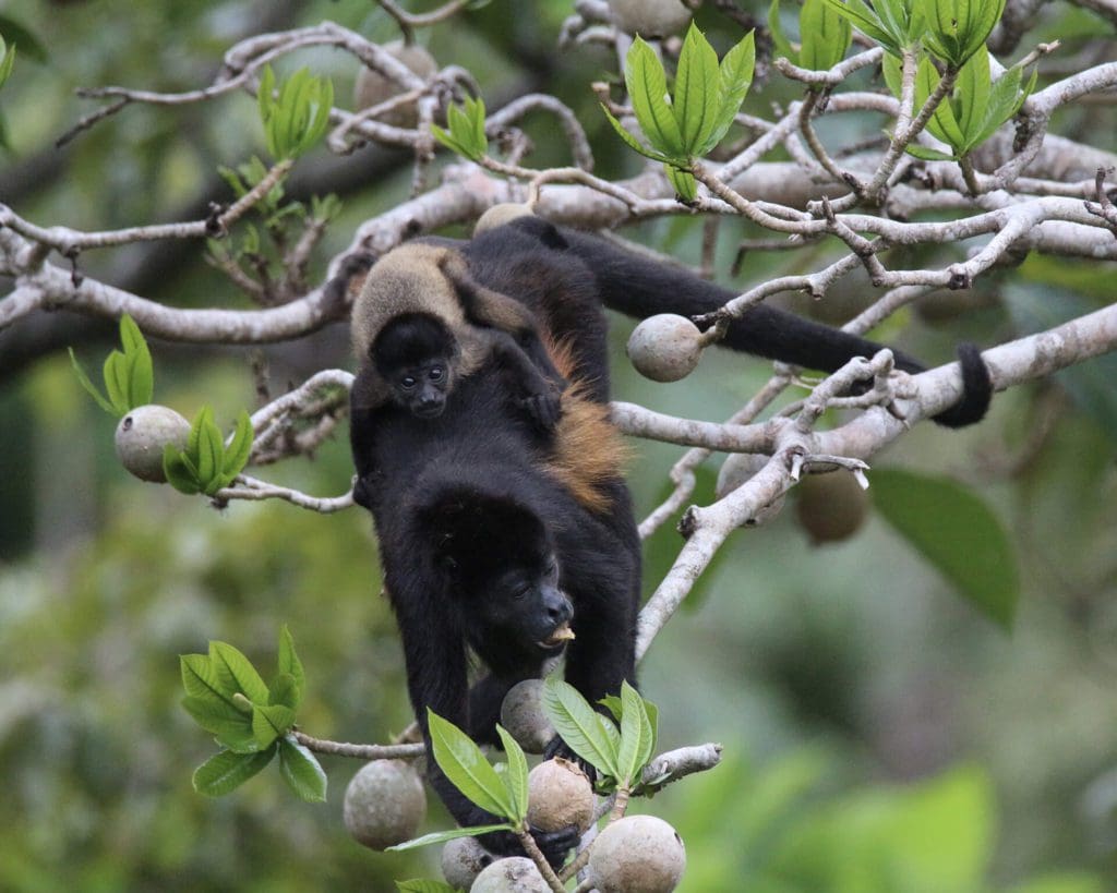 Singes hurleurs Panama