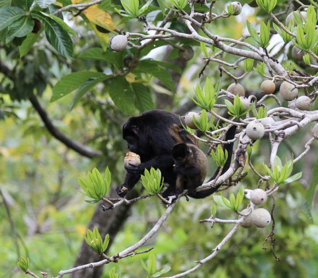 Singes hurleurs Panama