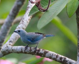 Blue gray Tanager - Eden jungle lodge - Bocas del Toro - Panama