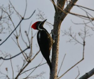 Lineated Woodpecker - Eden jungle lodge - Bocas del Toro - Panama