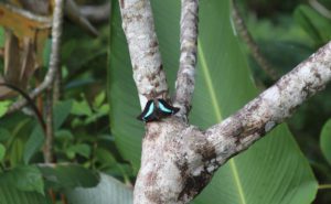 Papillon Panama