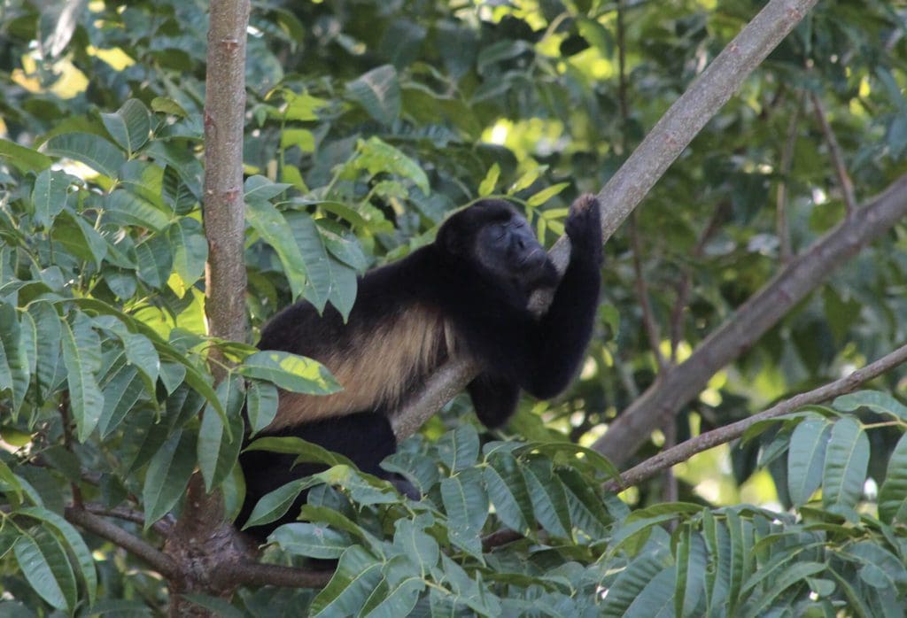 Singe hurleur Panama