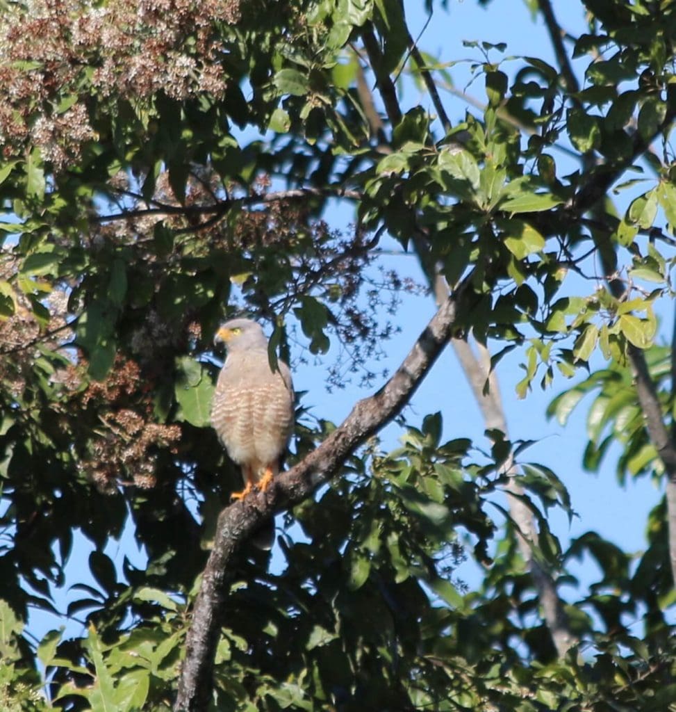 Barred forest - Falcon - Eden jungle lodge - Bocas del Toro - Panama