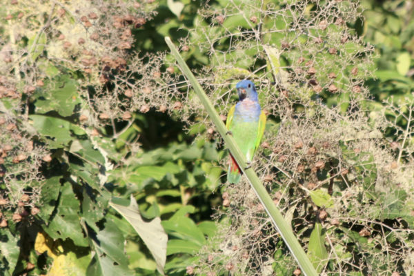 Blue headed Parrot - Eden jungle lodge - Bocas del Toro - Panama