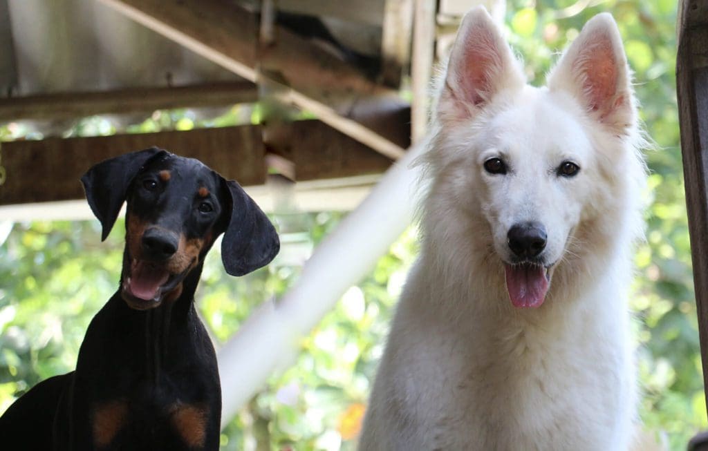 Baya et Eden Chien Panama