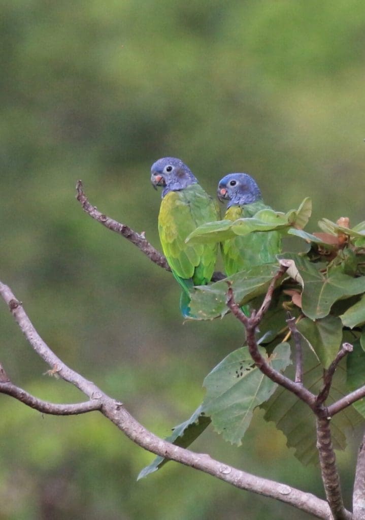 Perroquets à tête bleue Panama