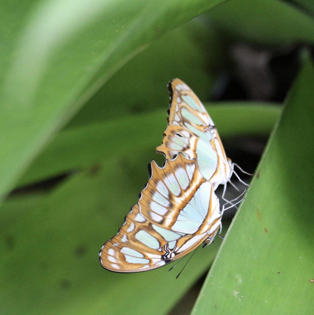 Papillons - Eden Jungle Lodge - Bocas del Toro- Panama