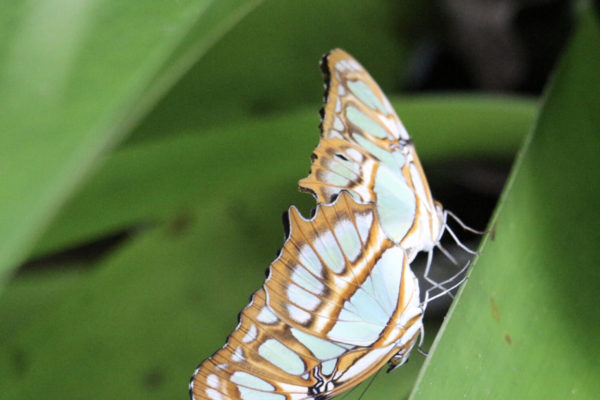 Papillons - Eden Jungle Lodge - Bocas del Toro- Panama