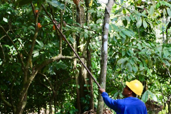 Récolte cacao - Eden jungle lodge - Bocas del Toro - Panama