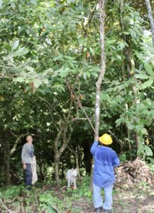 Récolte du cacao - Eden jungle lodge - Bocas del Toro - Panama