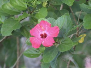 Hibiscus Panama