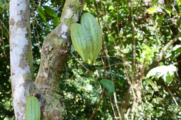 Cabosse de cacao - Eden jungle lodge - Bocas del Toro - Panama