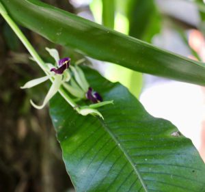 Orchidée Panama