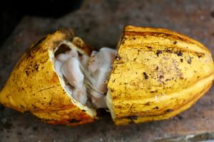 Cabosse de cacao - Eden jungle lodge - Bocas del Toro - Panama