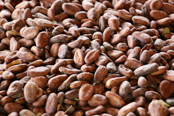 culture du cacao au Panama Bocas del Toro