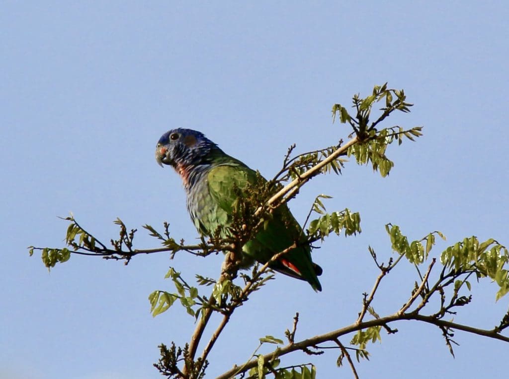 Perroquet à tête bleue Panama