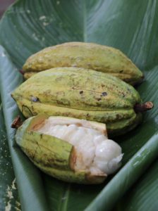 Jungle Lodge Panama - Cabosses cacao
