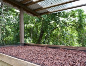 Séchage fèves de cacao - Eden Jungle Lodge - Bocas del Toro - Panama