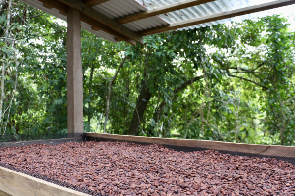 Séchage fèves de cacao - Eden Jungle Lodge - Bocas del Toro - Panama